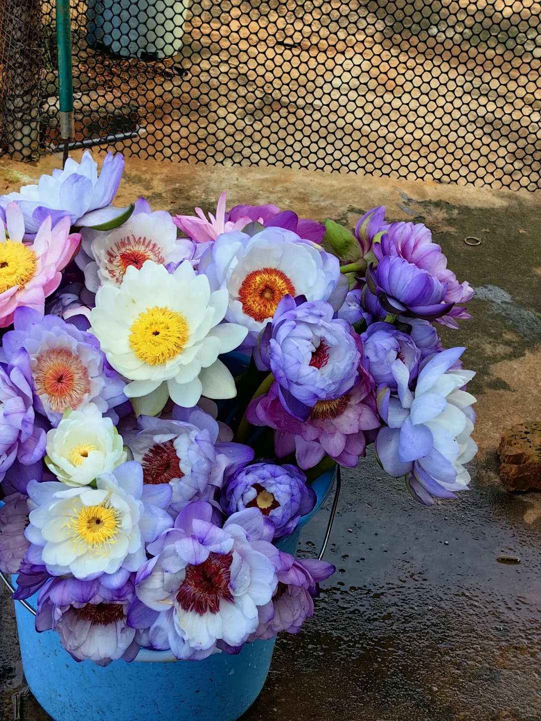 来自冬季的治愈系超美花朵 澳洲睡莲鲜切花