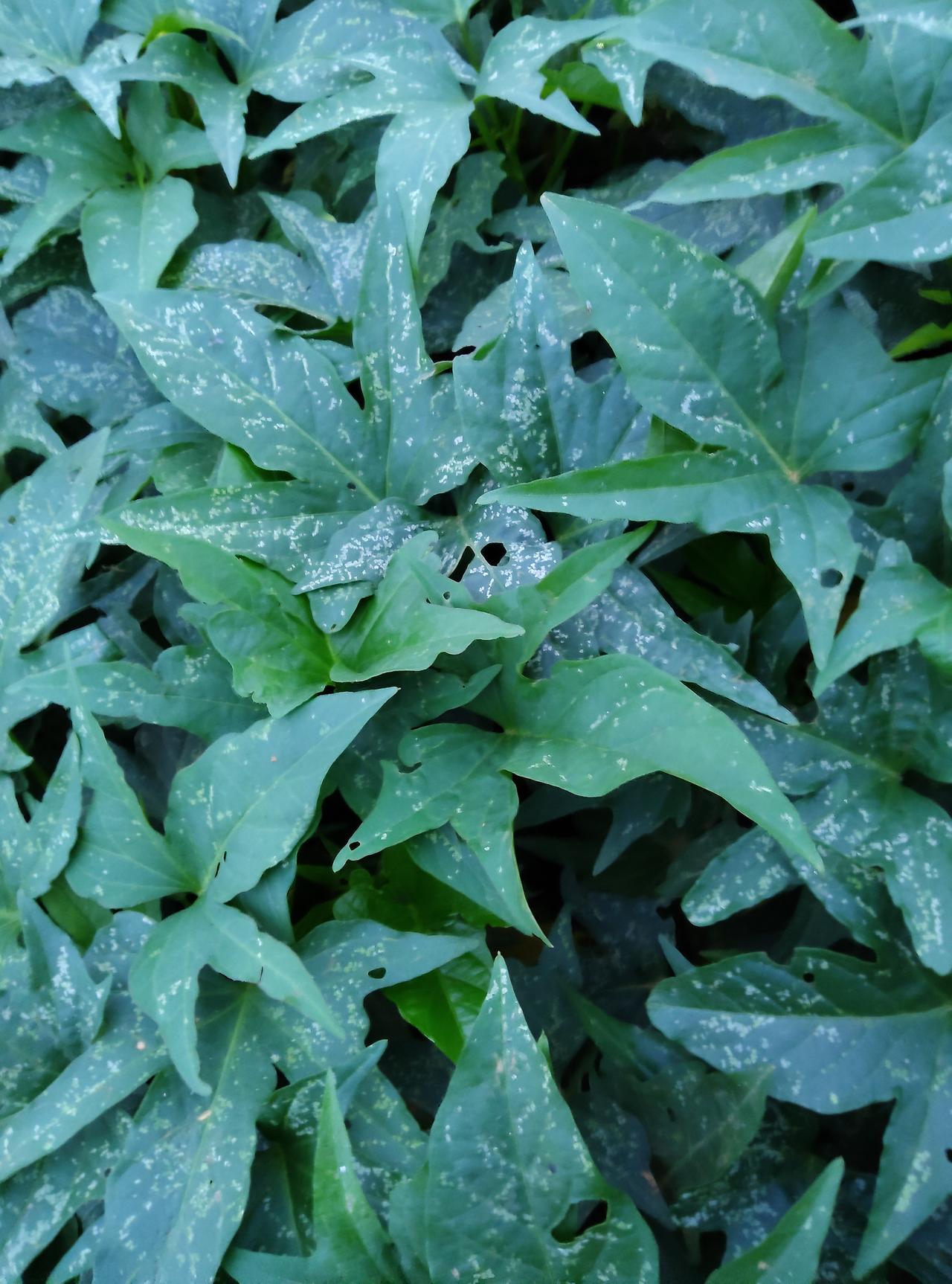 但愿油价下降、没有水南风、早日平息战火
、世界和平美好！

但愿塑料制品远离我们