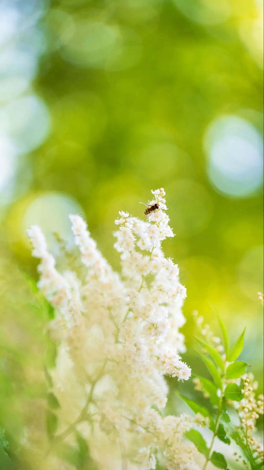 自然 绿色 摄影