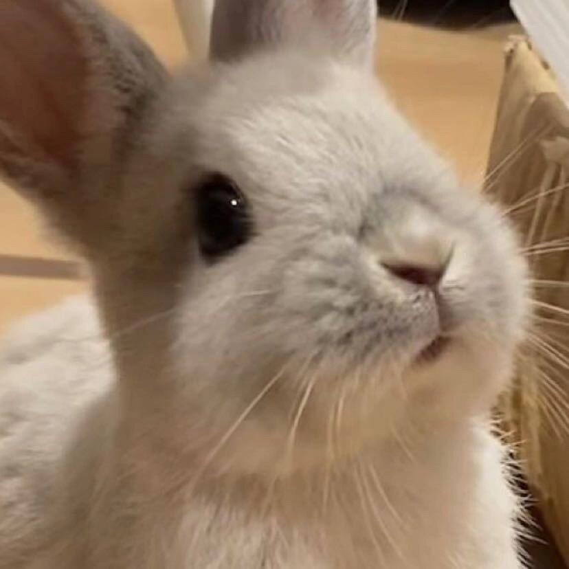 𝗕𝗮𝗯𝘆 𝗯𝘂𝗻𝗻𝘆🐰 