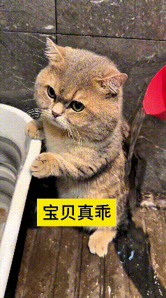 给这只小金渐层洗澡也太省心啦，安安稳稳站在那儿，全程安安静静，一声都不叫唤，特别