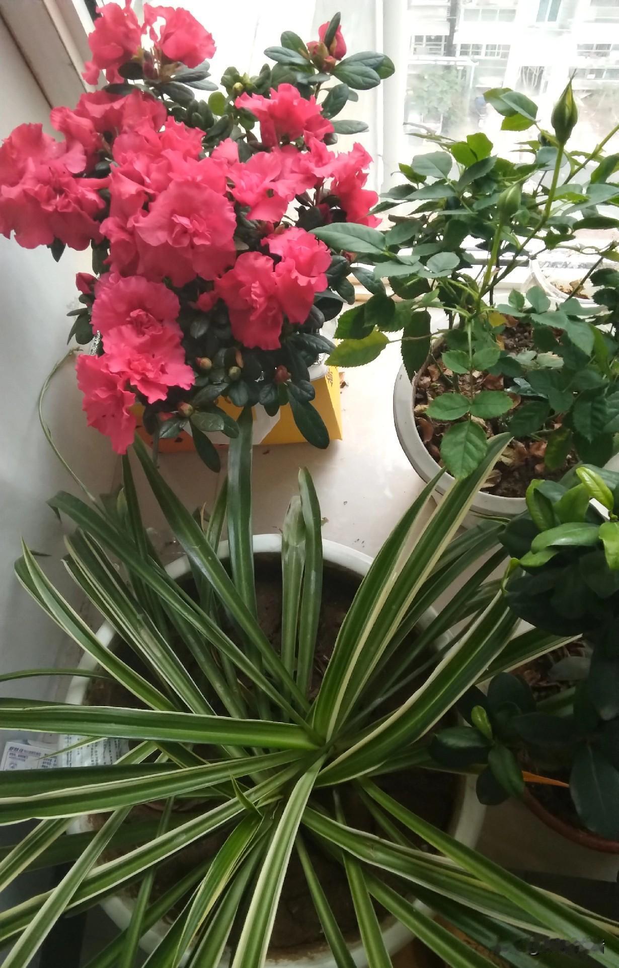 老公的大舅和二舅已经老死不相往来了，三舅原来是保持中立的，后来因为他儿子的工作是