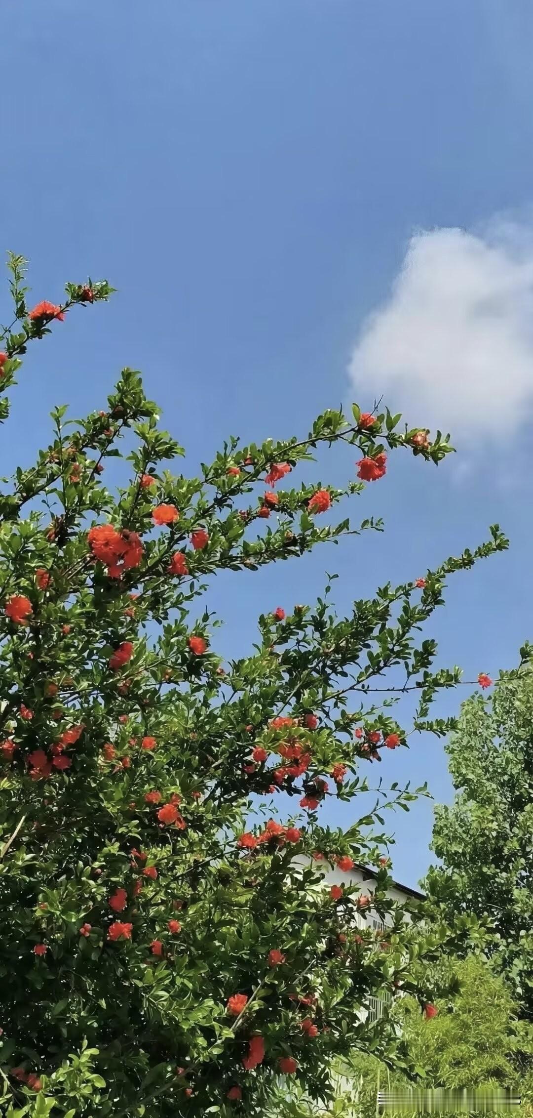 【七律·石榴花开】

朱颜绿鬓卷榴红，似火无尘染画蓬。
蝶使蜂媒迷万客，莺歌燕舞