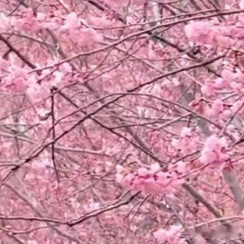 每日一善感恩是乐观。感谢困难，感谢挫折，是乐观。感谢对手，感谢敌人，是乐观。对于