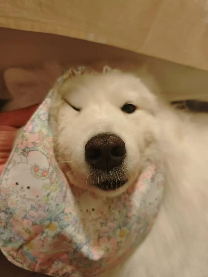 狗爸带娃的返图合集