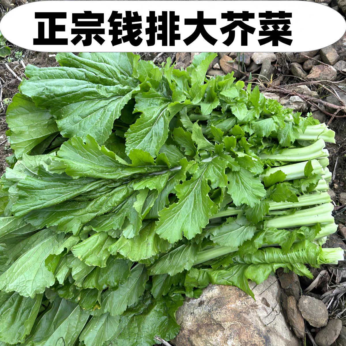 见过一米高的钱排大芥菜吗  在广东信宜的钱排镇，钱排大芥菜，作为钱排的地标美食，