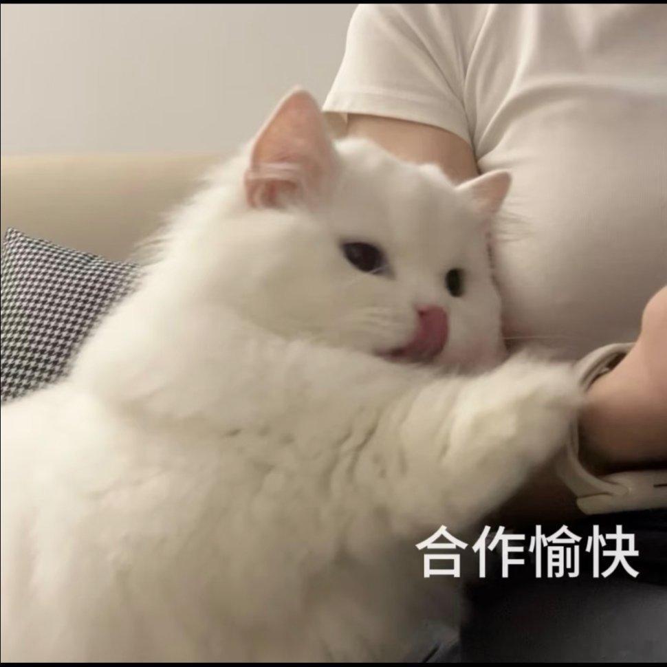猫咪表情包。 