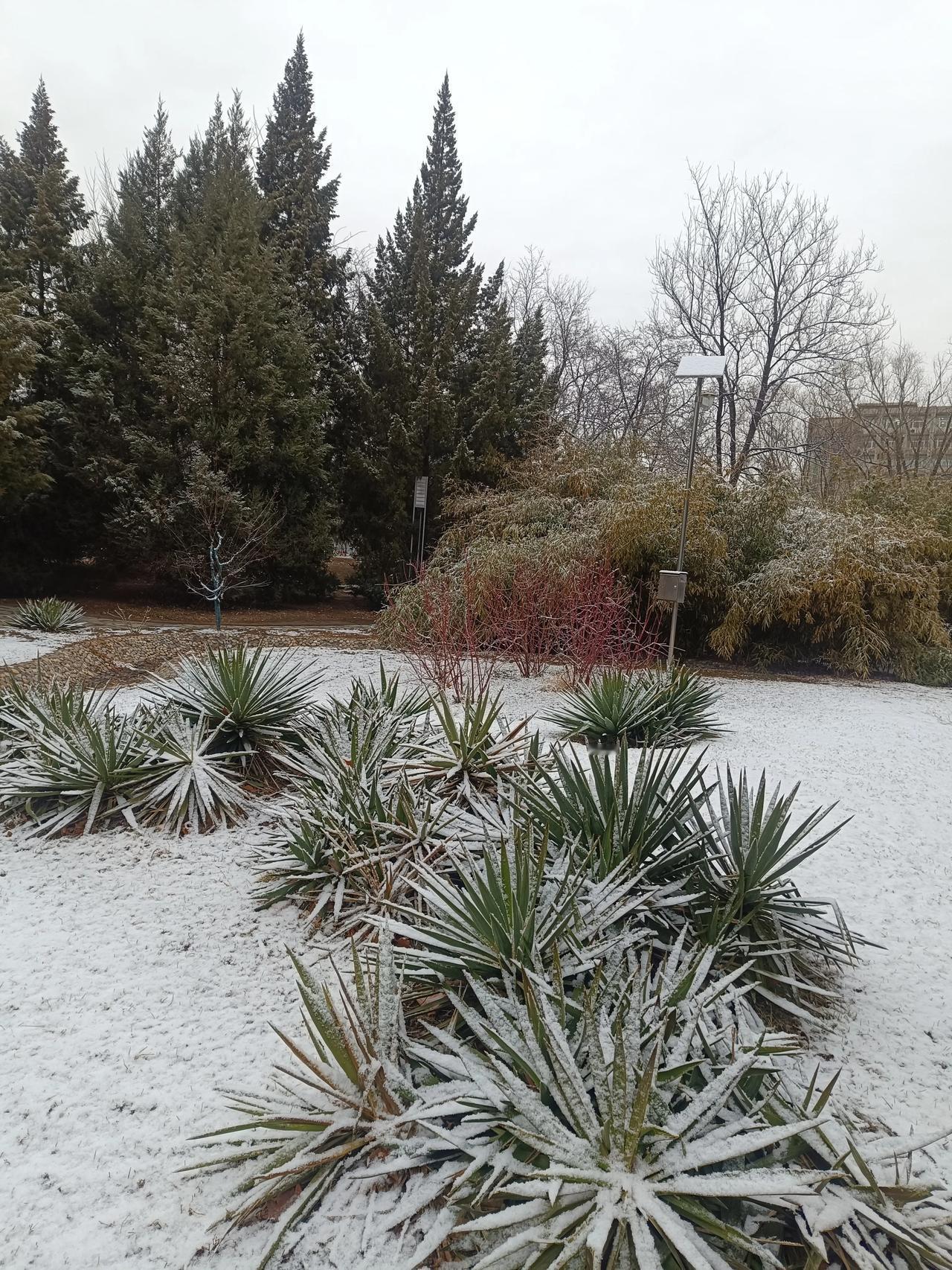 今天早上起来发现下雪了，真的是瑞雪兆丰年啊，今年一定会是个大丰收啊！冰雪过后的雪