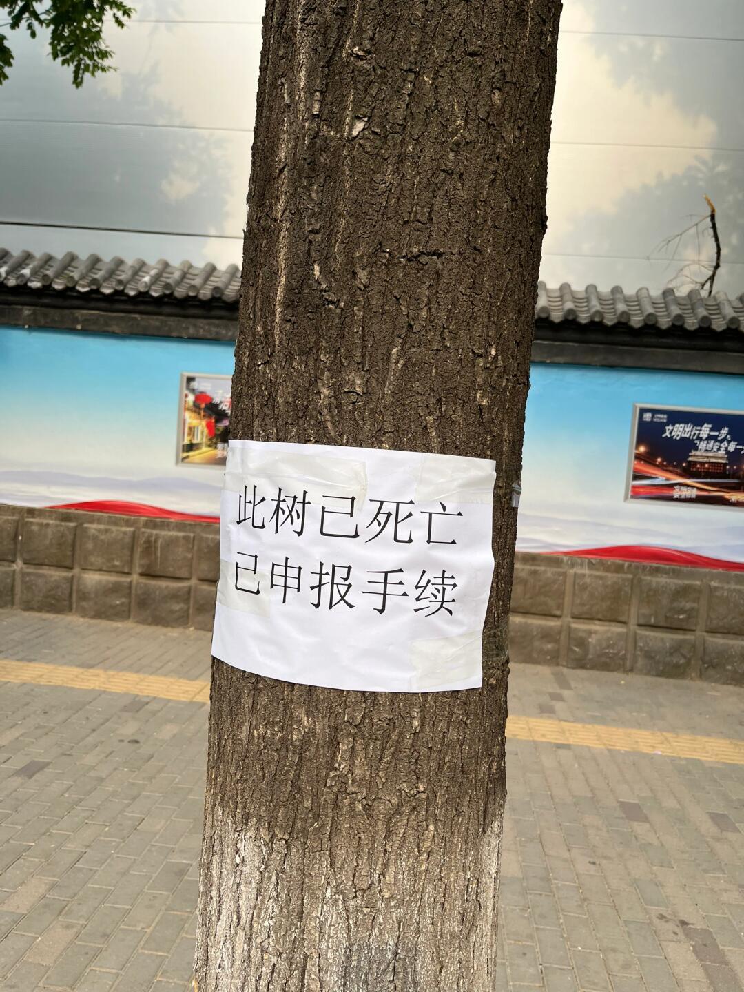 看到了一棵树的讣告 ​​​