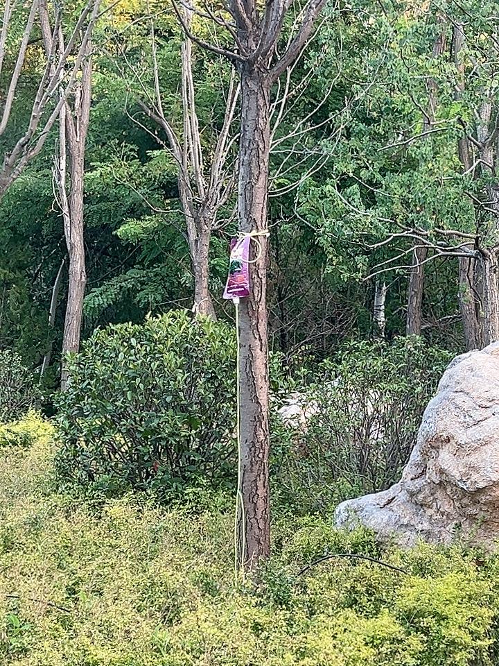 原来树生病了也需要输液。