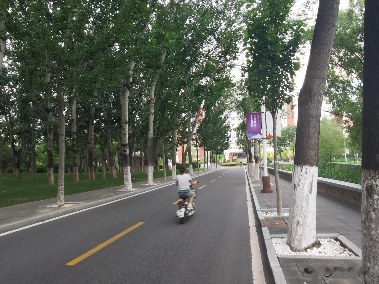 暑假里的南开大学大中路，静得仿佛时间都放慢了脚步。
南开大学创办于1919年，是