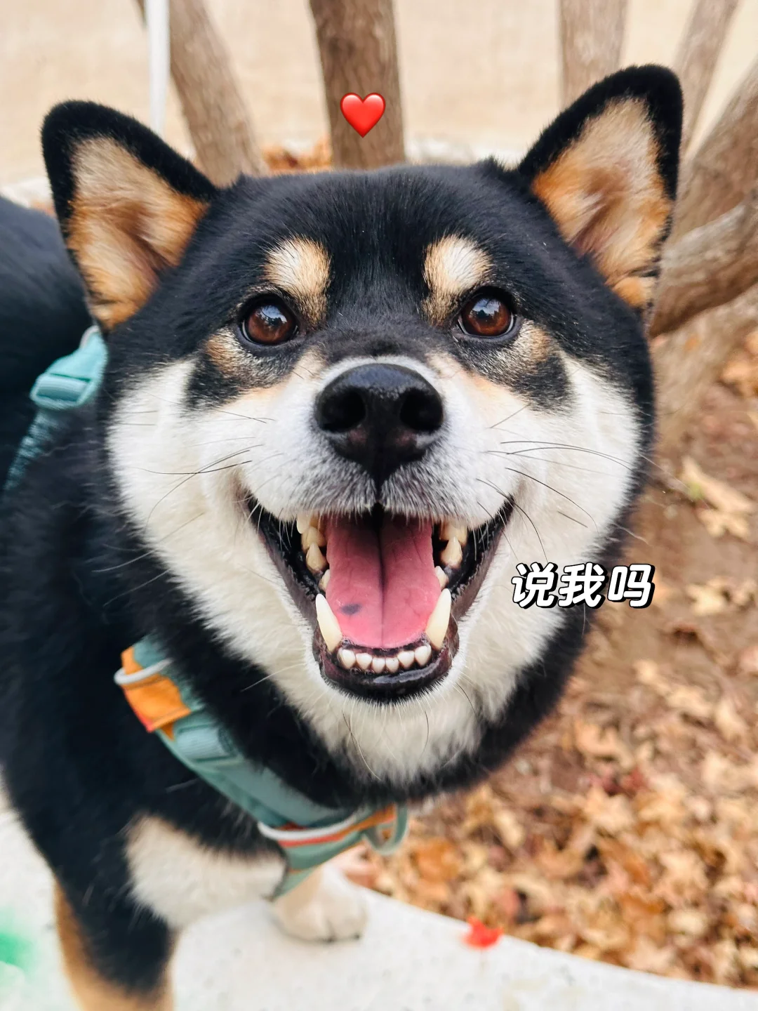 脑瓜子都被摸平了