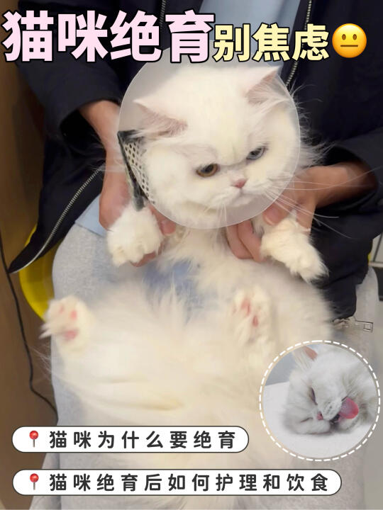 猫咪绝育后别焦虑！科学喂养指南请收好✨