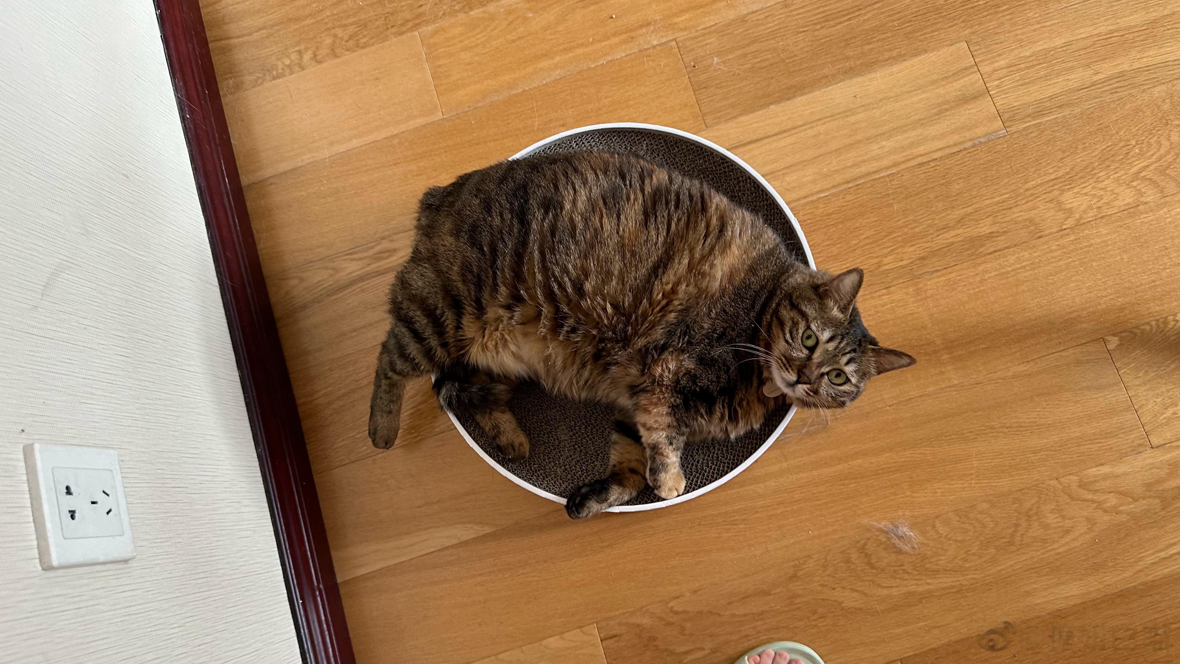  猫之大，一个碗都装不下[挖鼻] ​​​