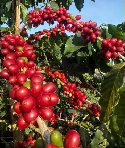 奔努®
曦妍咖啡☕️中国人自己的咖啡
Xiyan Coffee☕️ Chines