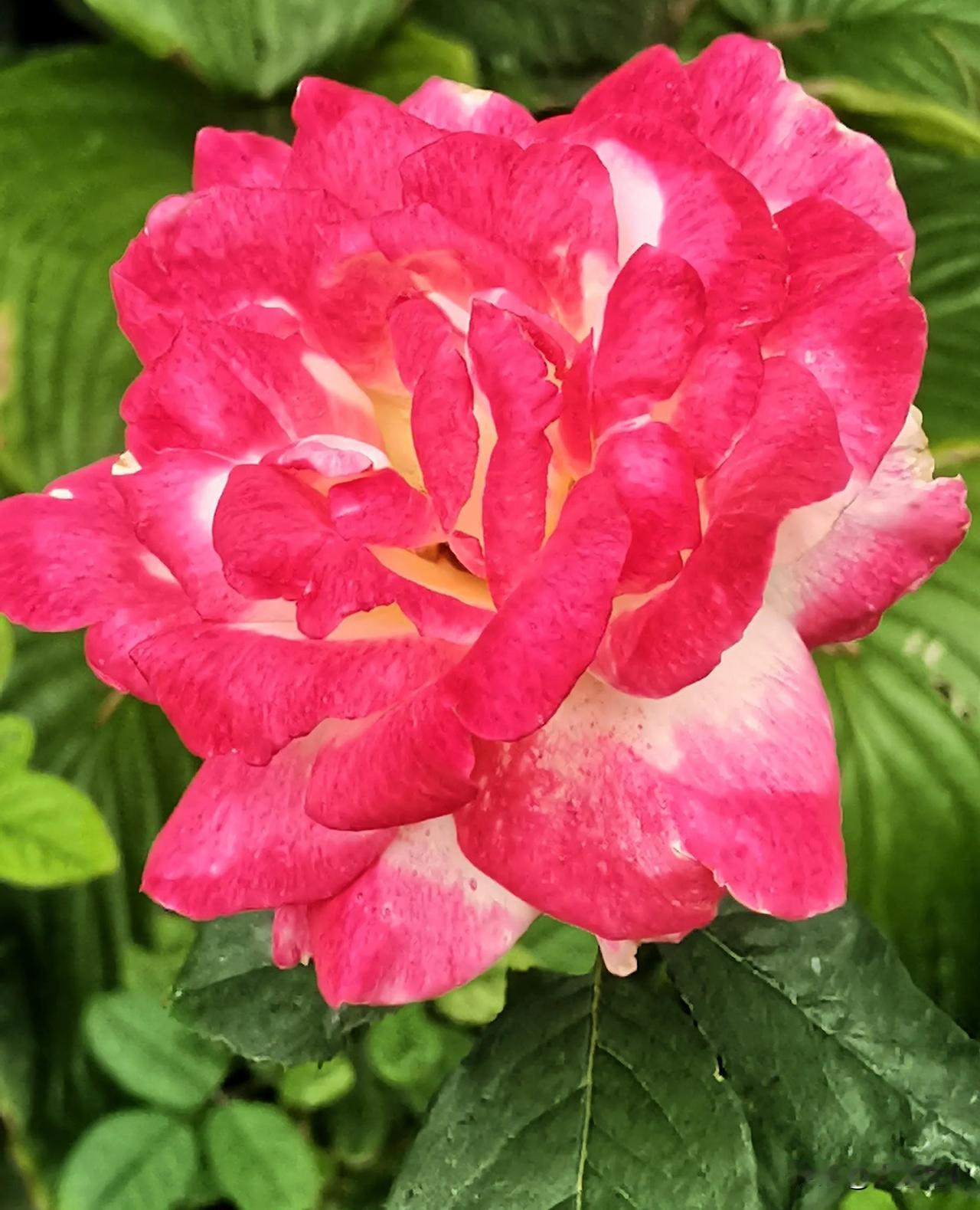 醉美月季花