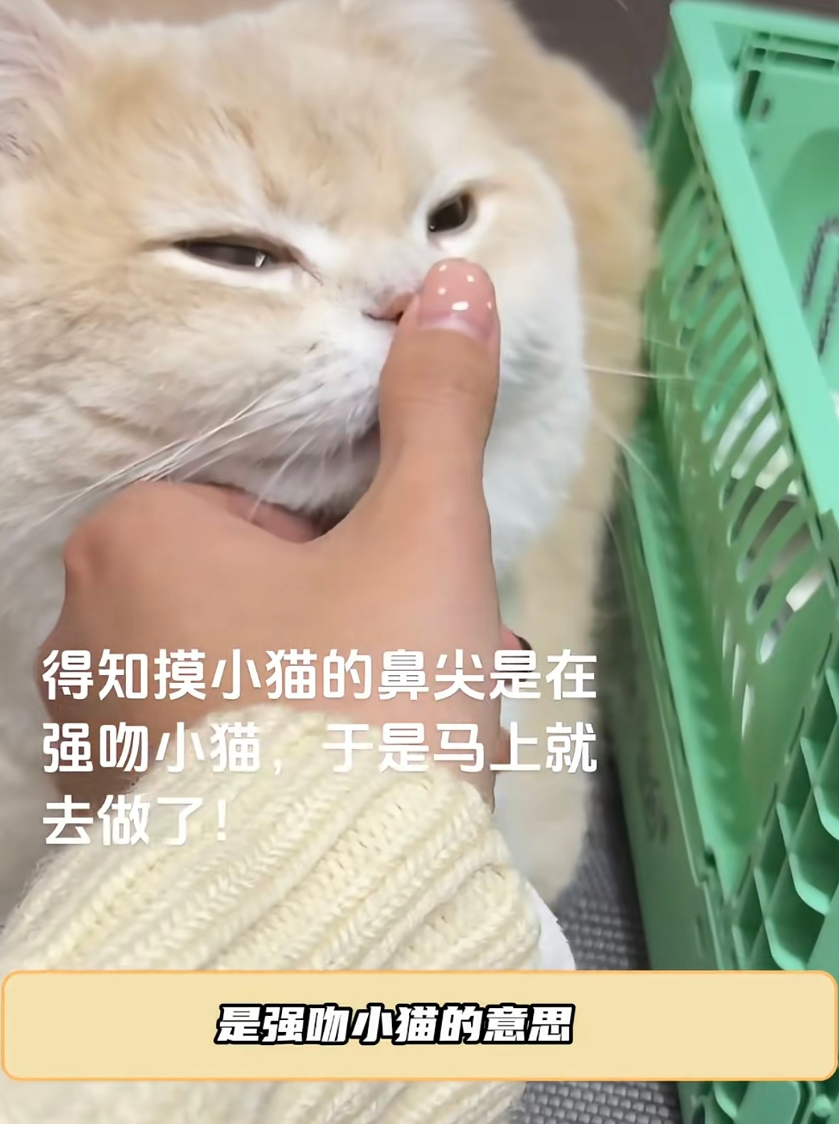 原来摸小猫鼻尖是强吻小猫的意思，我们golden就这样乖乖的让浩翔哥哥亲吻