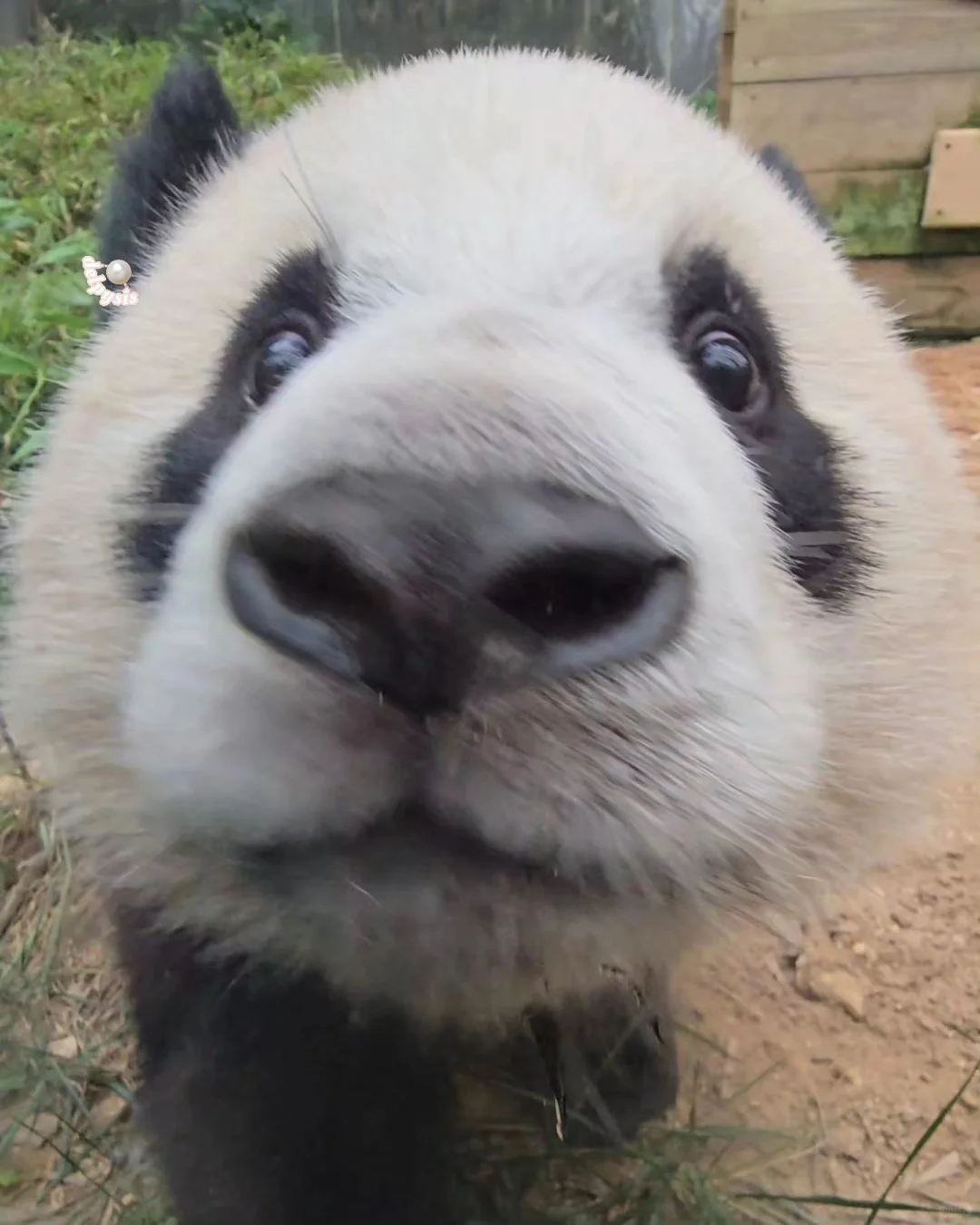 🐼：是辉辉我呀！怎么啦？🤣