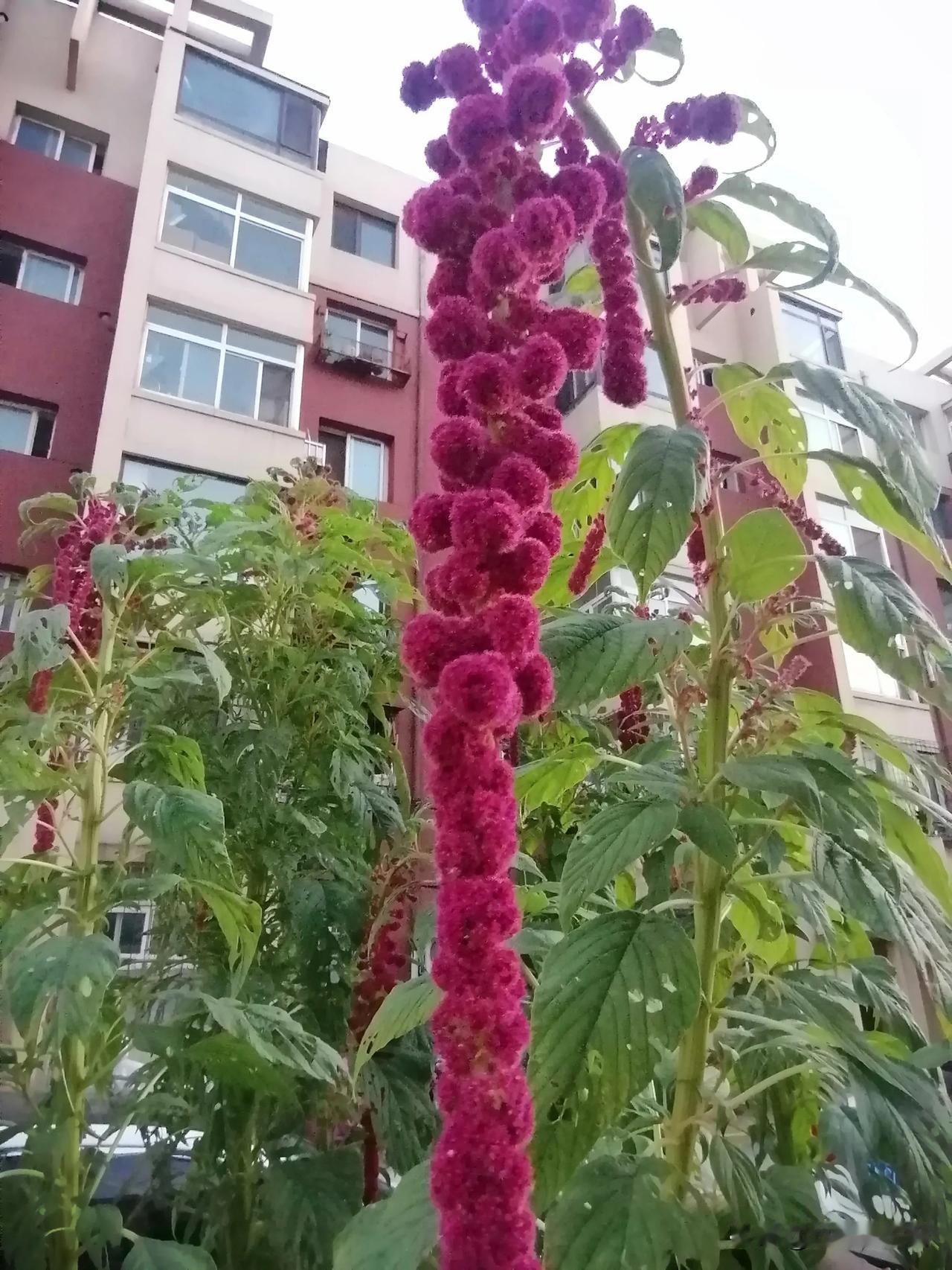 小区中看到的一种奇异的花#那些好看的花花草草##随手拍的花分享# #晒晒小区的花