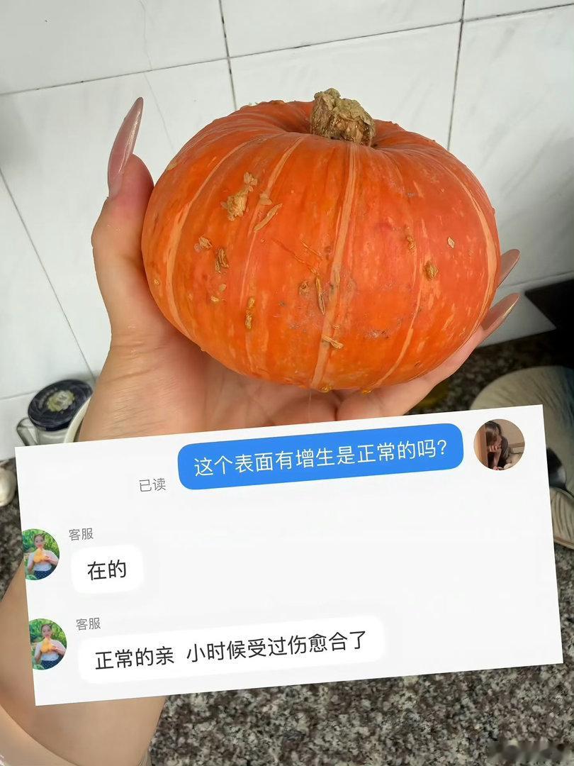 原来瓜瓜还有这经历人甚至能共情一个南瓜爆笑段子研究所