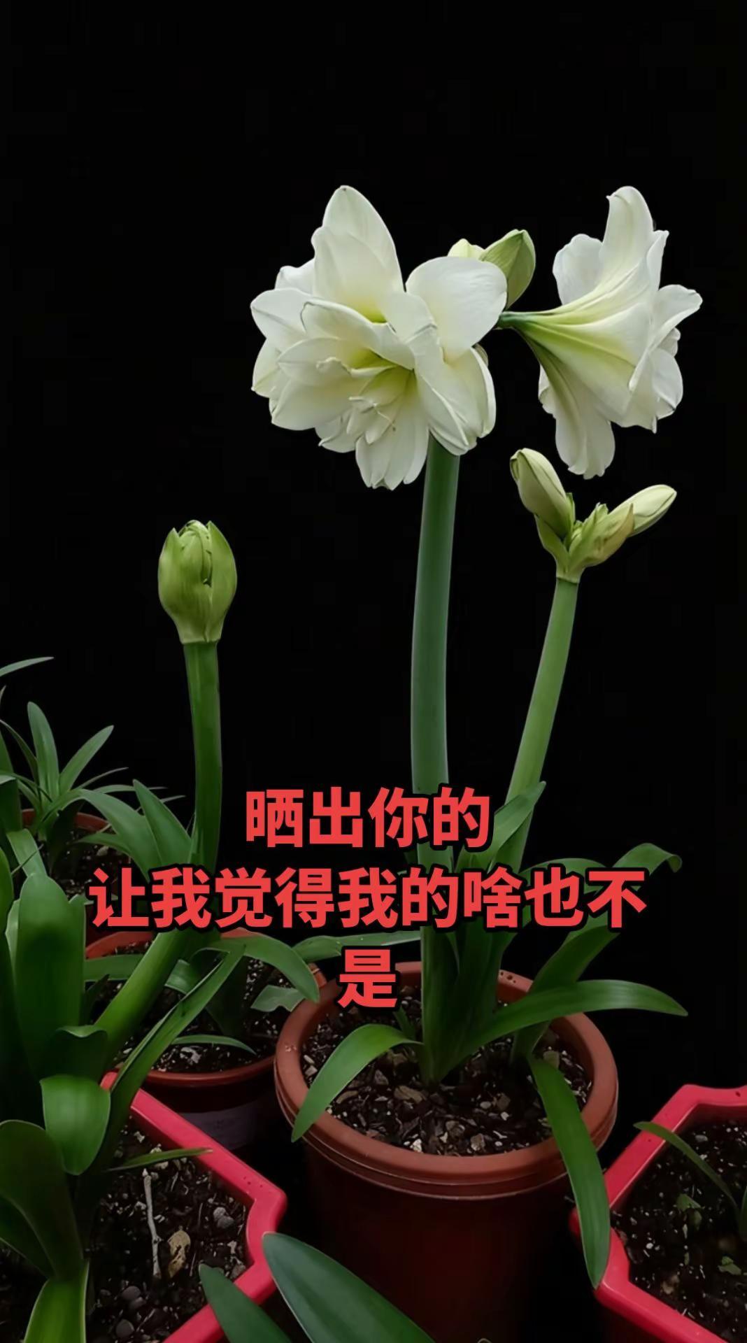 种草计划 朱顶红