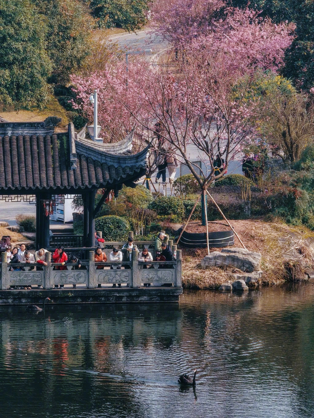 早樱盛放，挡不住的春色，假期即将结束。🌸🌸🌸 