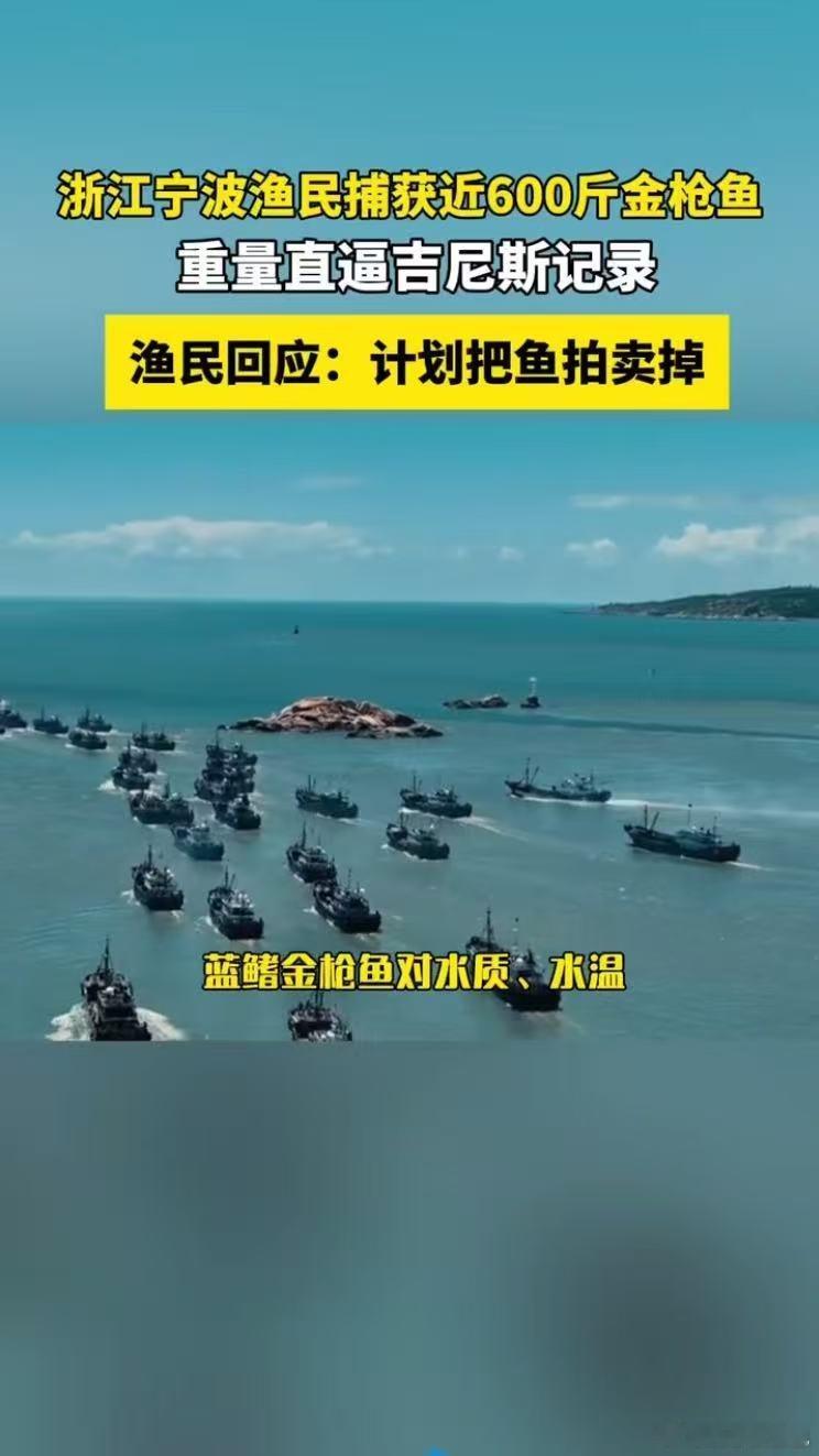 渔民回应又捕获近600斤重金枪鱼渔民捕获近600斤金枪鱼上架拍卖 东海渔民太牛了