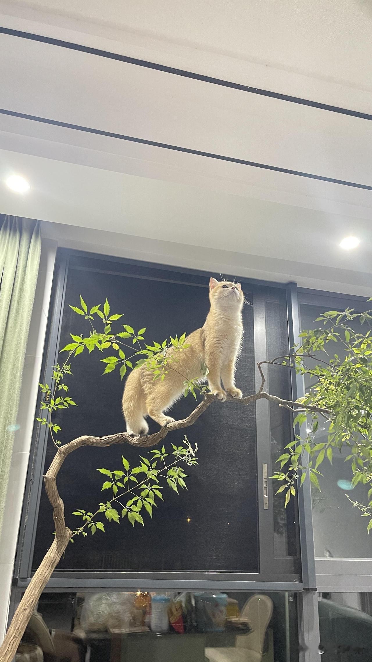 一切尽在本咪王的掌控之中……
我家猫把我拿捏得死死的！
挑食还理直气壮的。

这