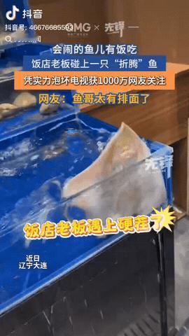 辽宁大连，一家海鲜店老板店里养了条孔鳐，它平时在水池子里待得好好的，安安静静当个