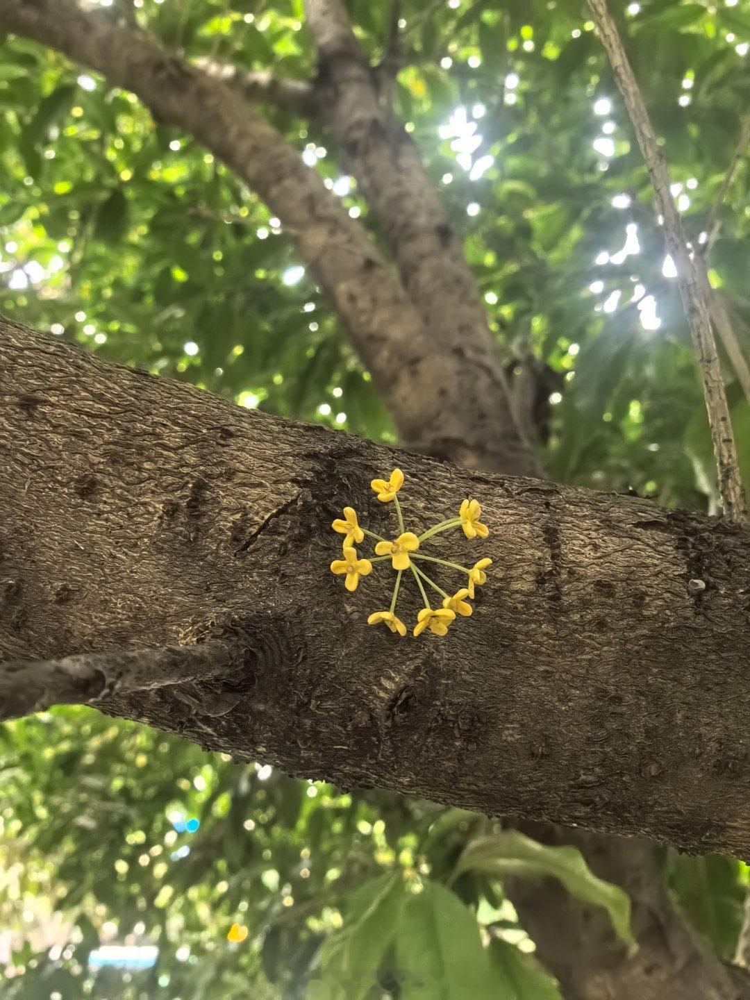 以前竟然从来没注意到过，这么粗壮的老树干上，竟然也能开出几朵桂花！ ​​​