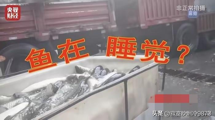 看到这则消息，我先是震惊不已，随后怒火中烧！
据央视财经报道，鱼贩们为便于长途运