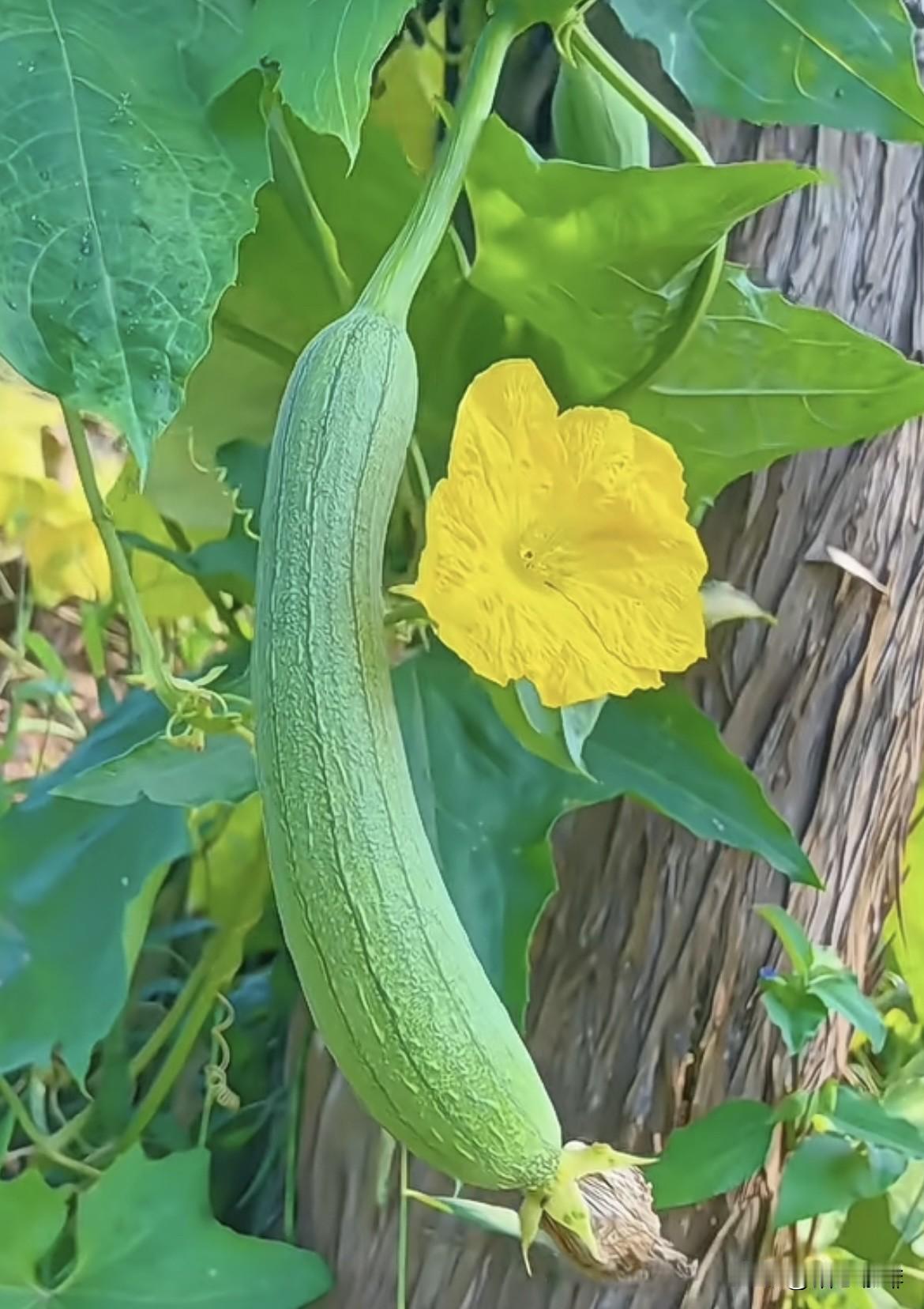 平凡的生活里，没有诗和远方，
菜园子里种种菜，拍拍琐碎的小美好，致我们平庸的小生