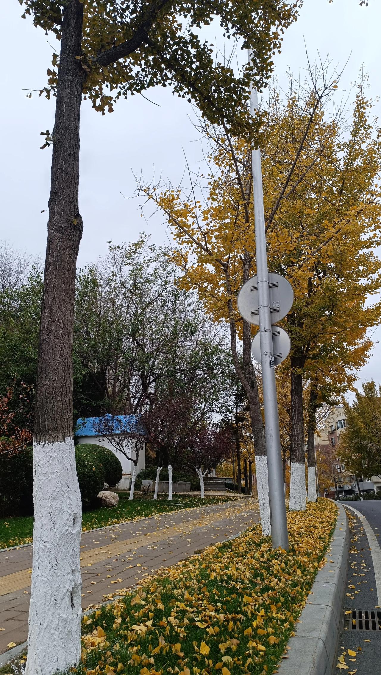 11月13日 半天的周三🧮总结：学校作业36分钟；课外阅读30分钟；家庭学习内