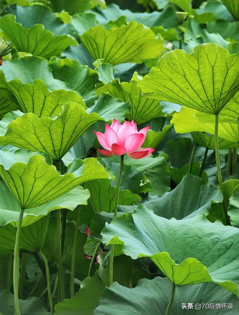《临江仙·回眸》
末伏残炎收暑气，西风暗换星霜。
流光不语自匆忙。
且将尘事搁，