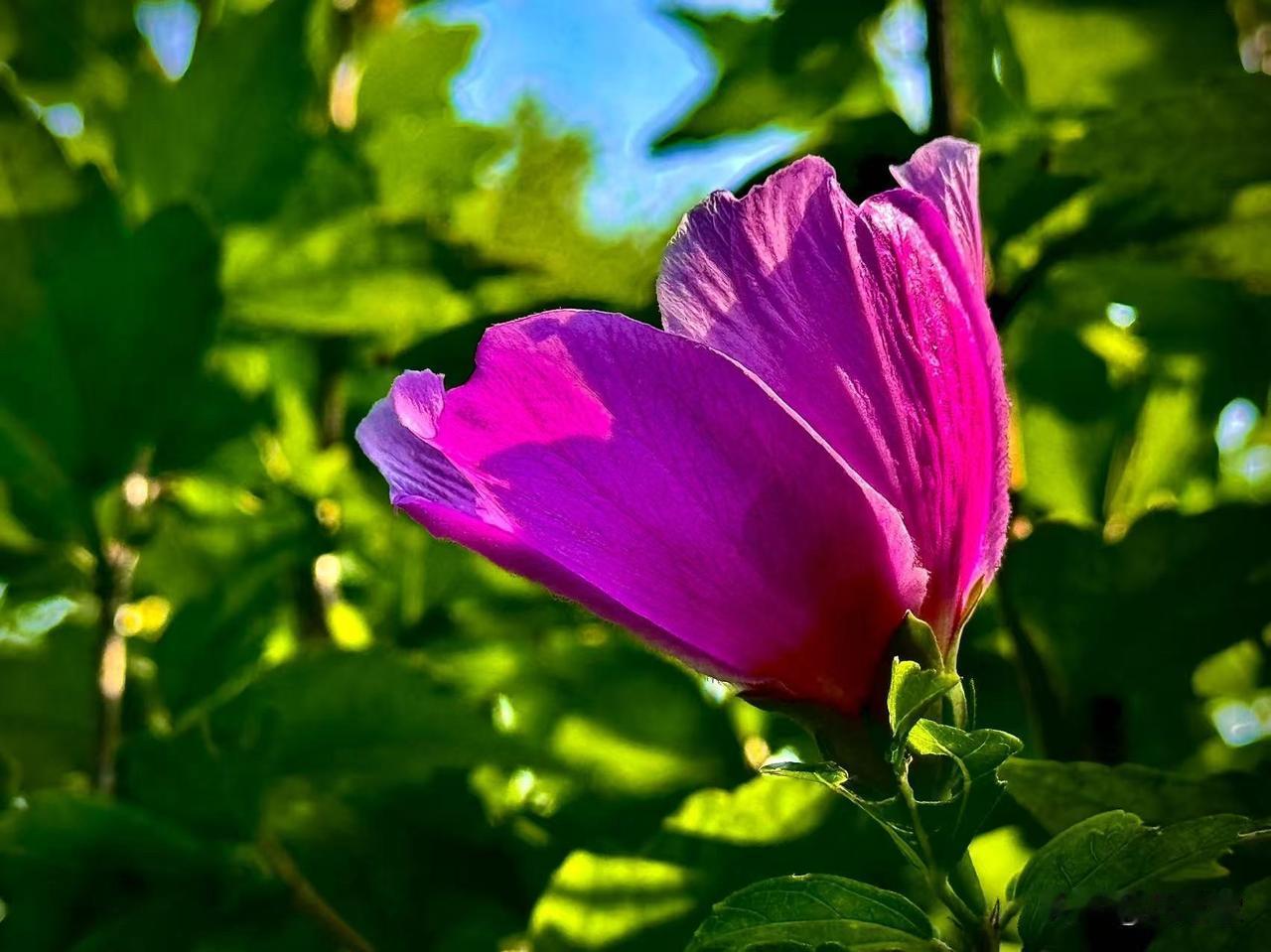 晨光中的木槿花
             （原创）


或许是千年的缘分
让你遇
