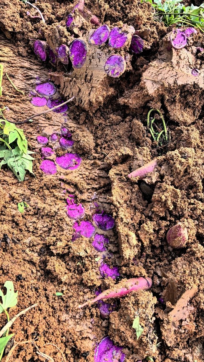 下地挖紫薯，没掌握挖的技巧和方法，几下操作，挖成这个样子[快哭了]回家会不会被妈