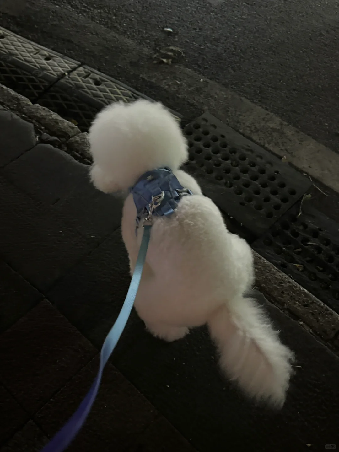 拉粑粑