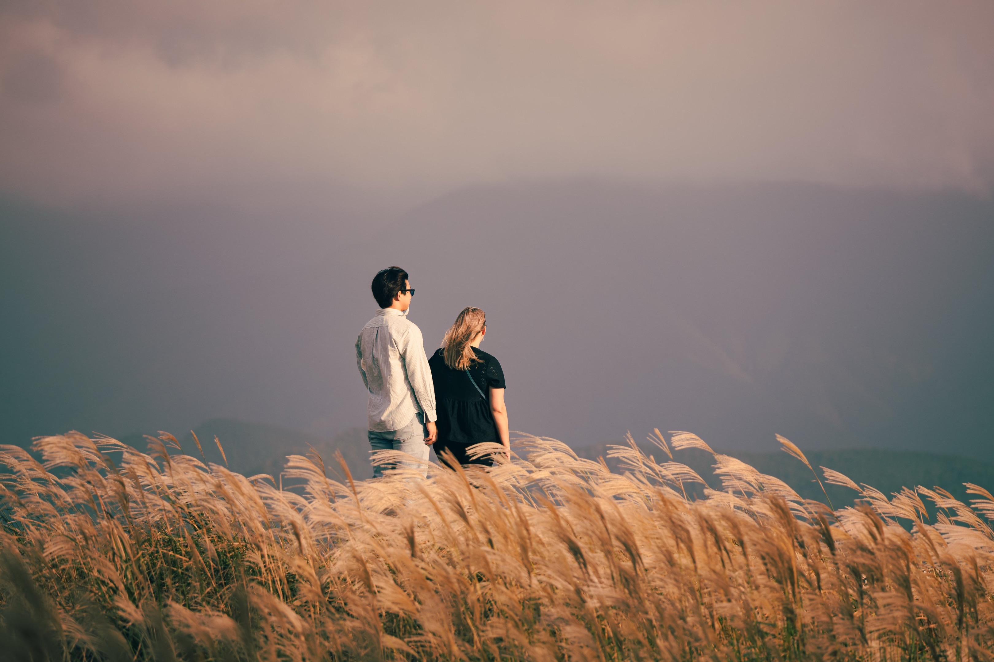 芦苇 摄影 麦田 野菊花