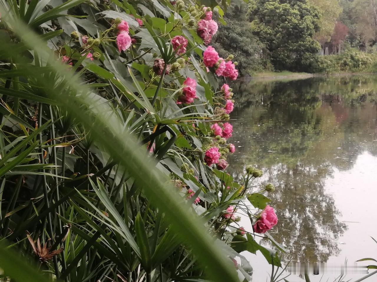 花影倒湖中，粉妆映碧空。