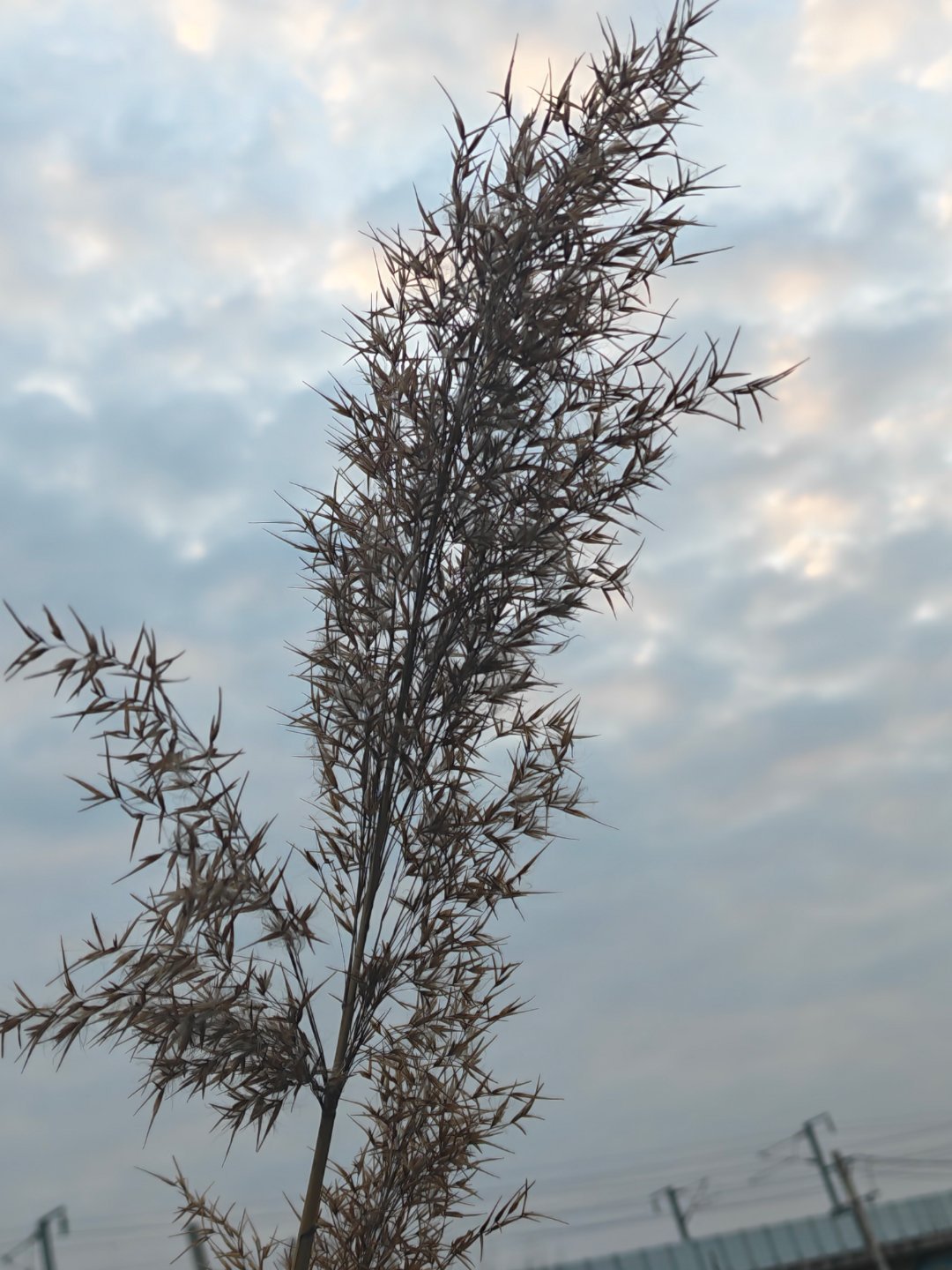 早，腊月二十七，今天天气不错，明天要下大雨，等一下回老屋里贴春联。每天早起打卡