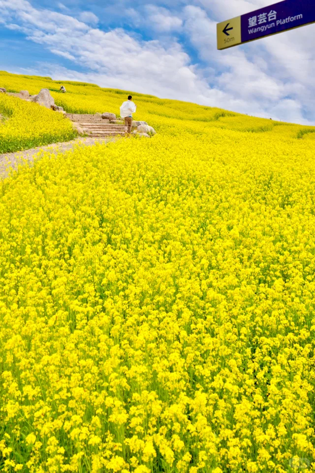 5.1播报｜不是婺源❗️北京最美油菜花田开啦！