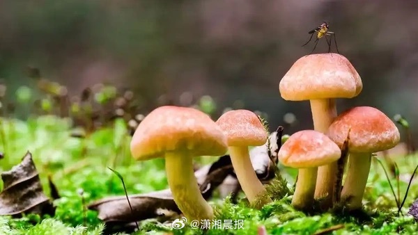 【#两个数据库教你辨别食用菌和毒蘑菇# 】又到了吃野生蘑菇（野生菌）的季节，因误