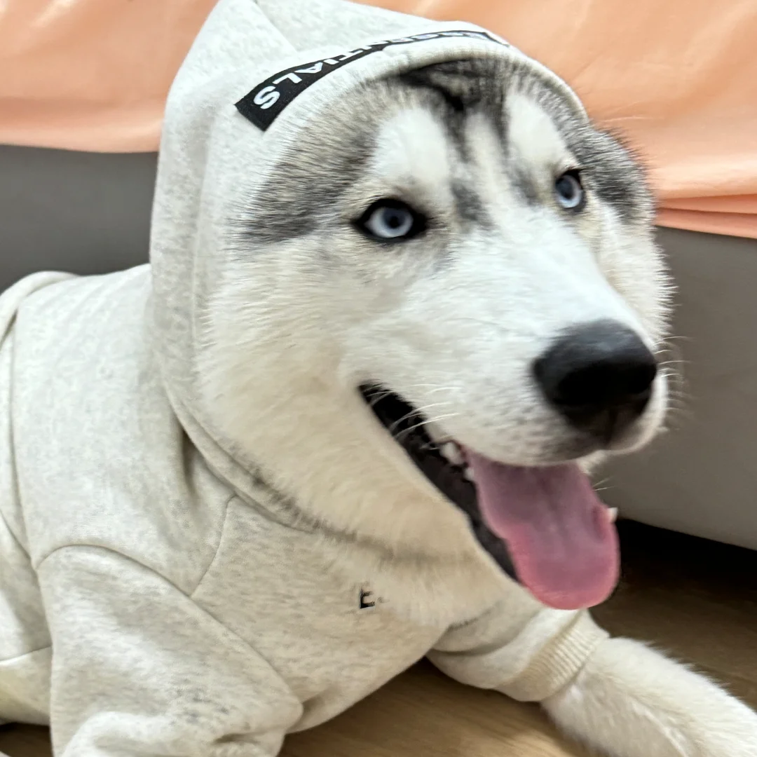 哈士奇都这么傻吗