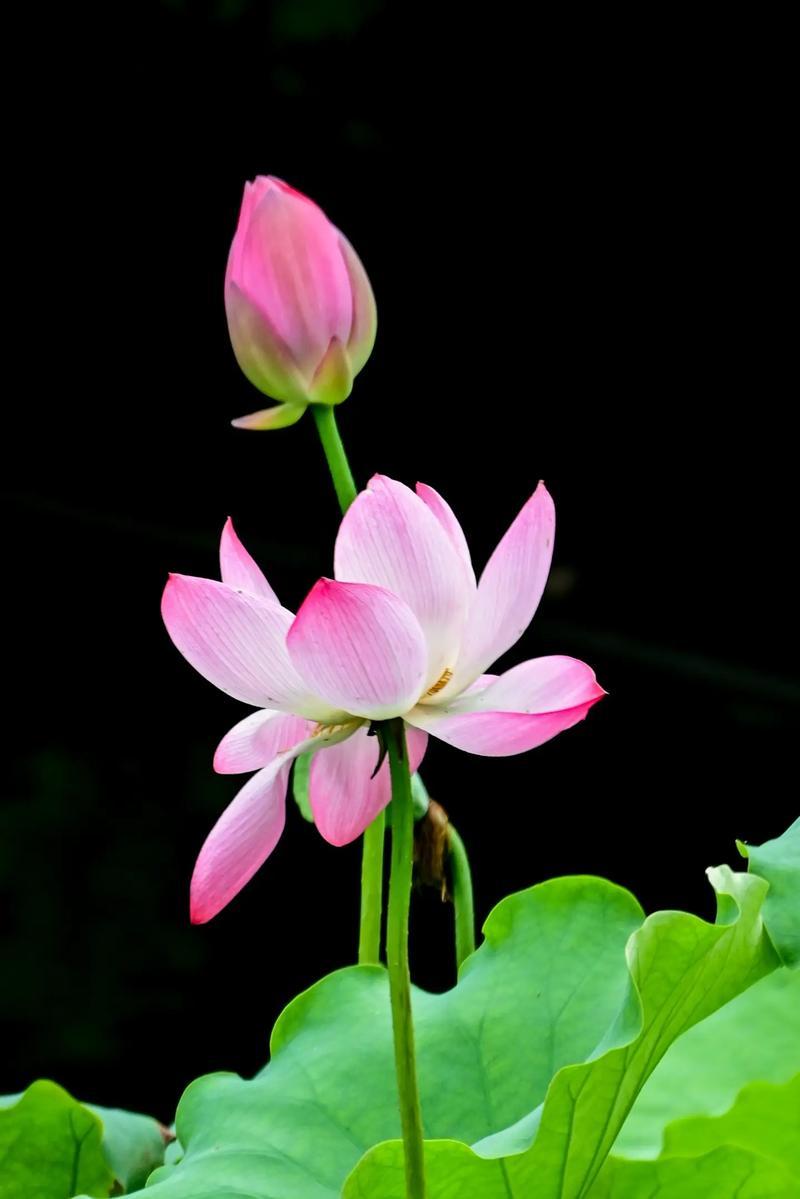 粉嫩荷花开满池，清新自然美如画。
向连续100天发文的小目标继续努力吧，相信自己
