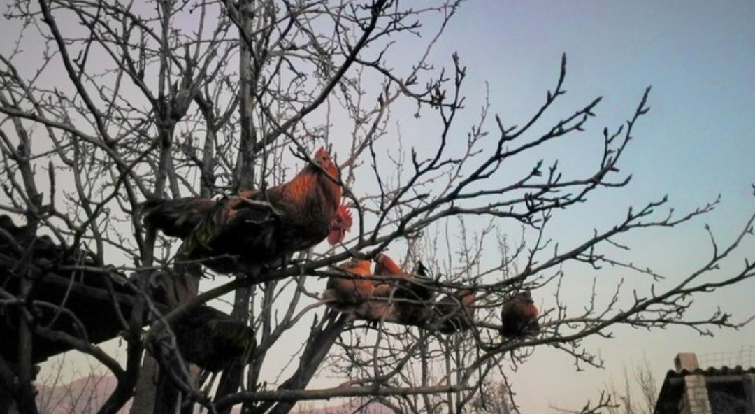 前天去夜市买菜，看到有卖柴鸡蛋的，1元一个。我和卖鸡蛋的聊天，问下这样蛋的鸡能飞