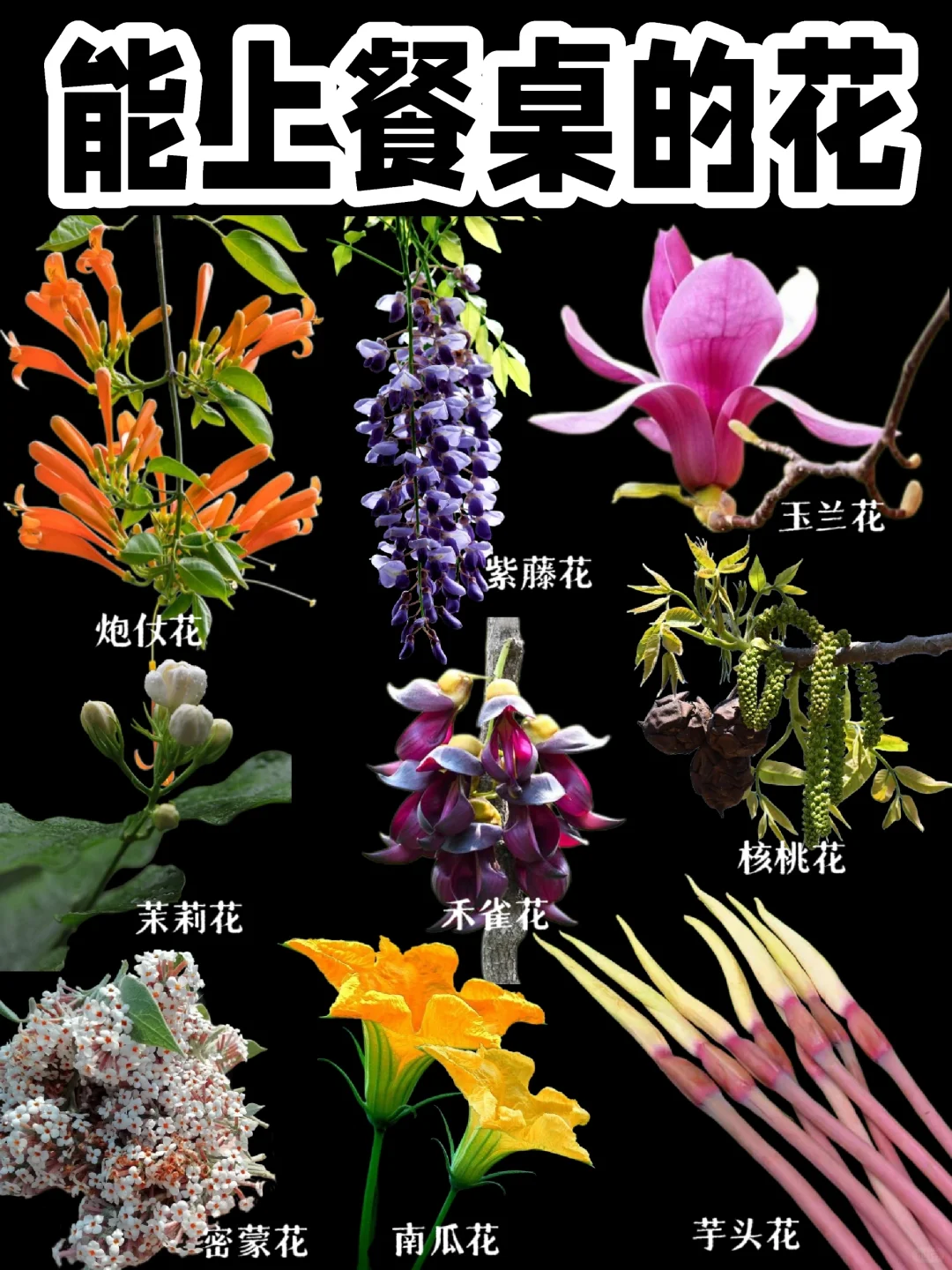 《能吃的花》餐桌上的花