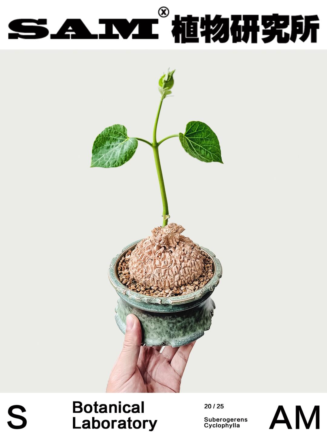 龟甲萝藦｜Matelea Cyclophylla