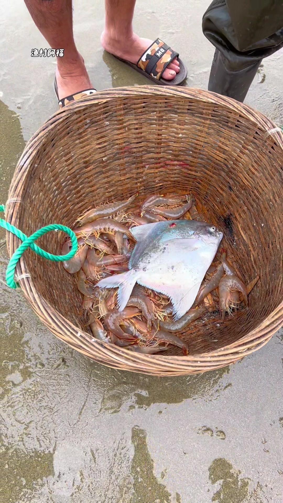 今天去赶海，看到这种鱼，颜色特别鲜艳，身上还有花纹，你们认识吗？感觉挺特别的，问