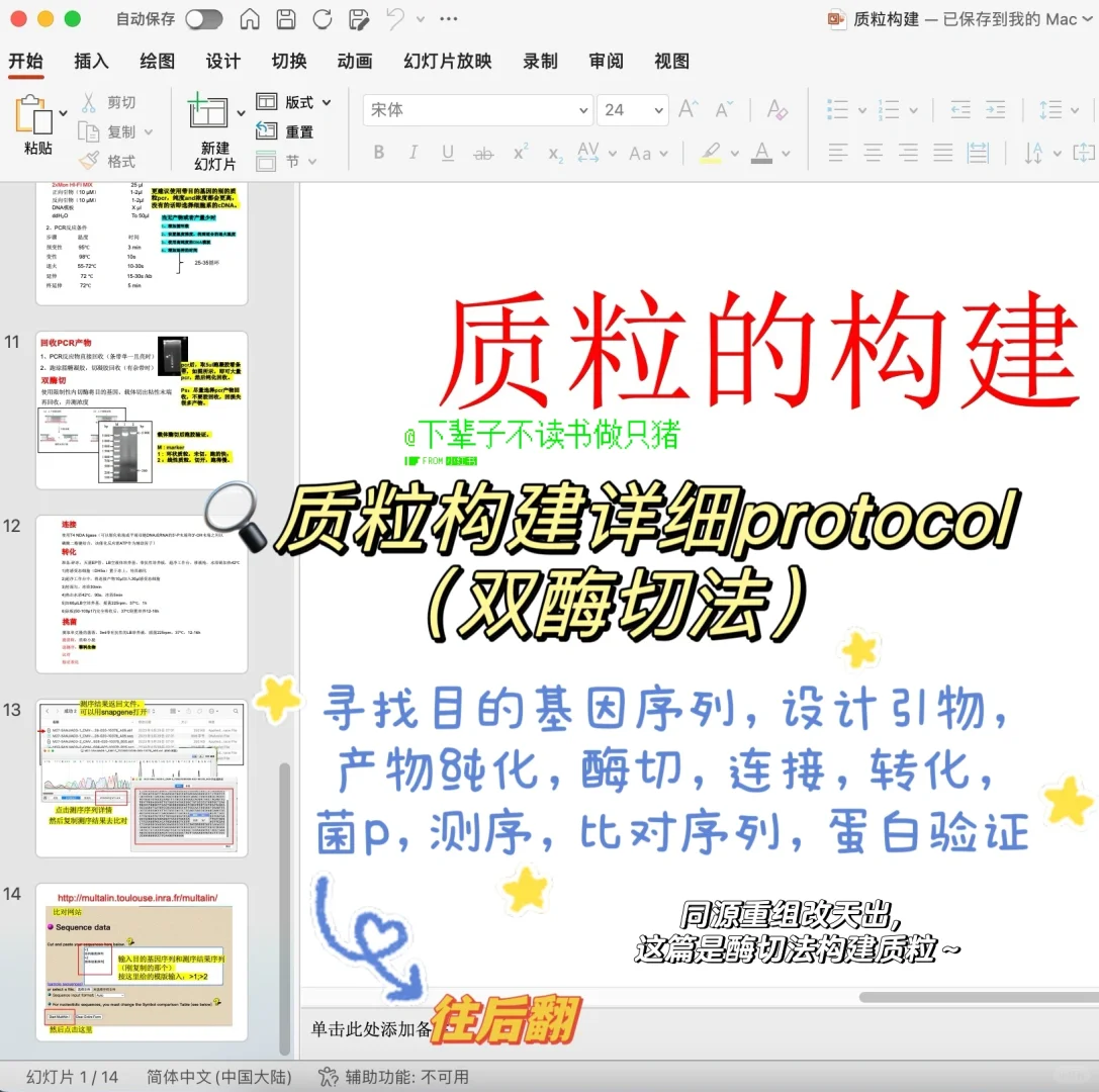 手把手教质粒如何构建‼️（详细版protocol）