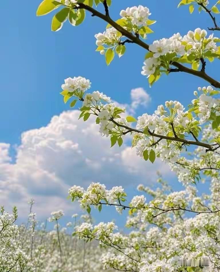 梨花漫舞铺清径，
脆竹林亭共凌空。
横批：《漫舞与林亭》